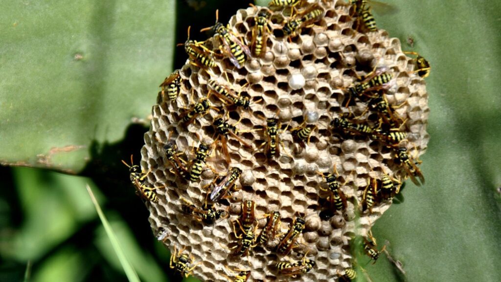 Juni und Juli 14 Einsätze wegen Wespen
